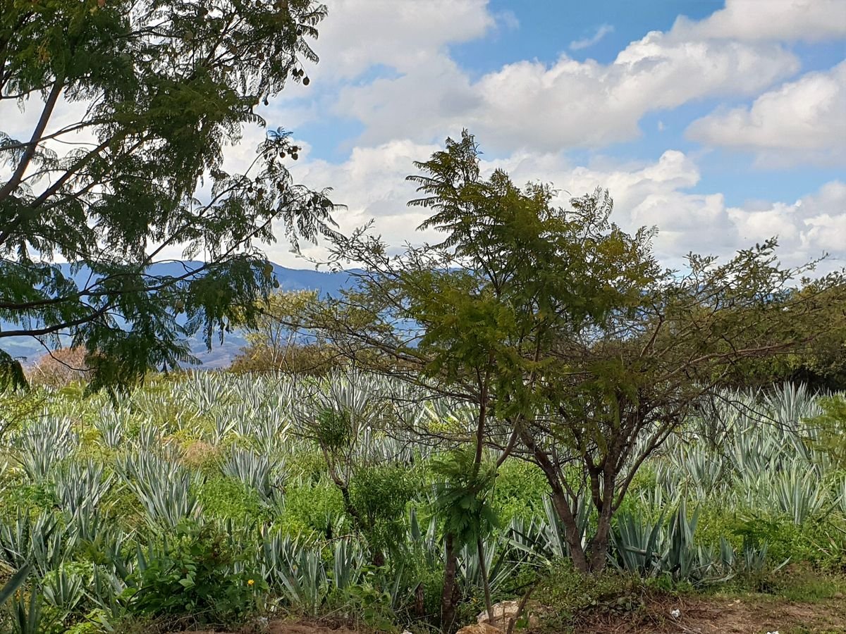 Campo de agaves en los valles de Oaxaca